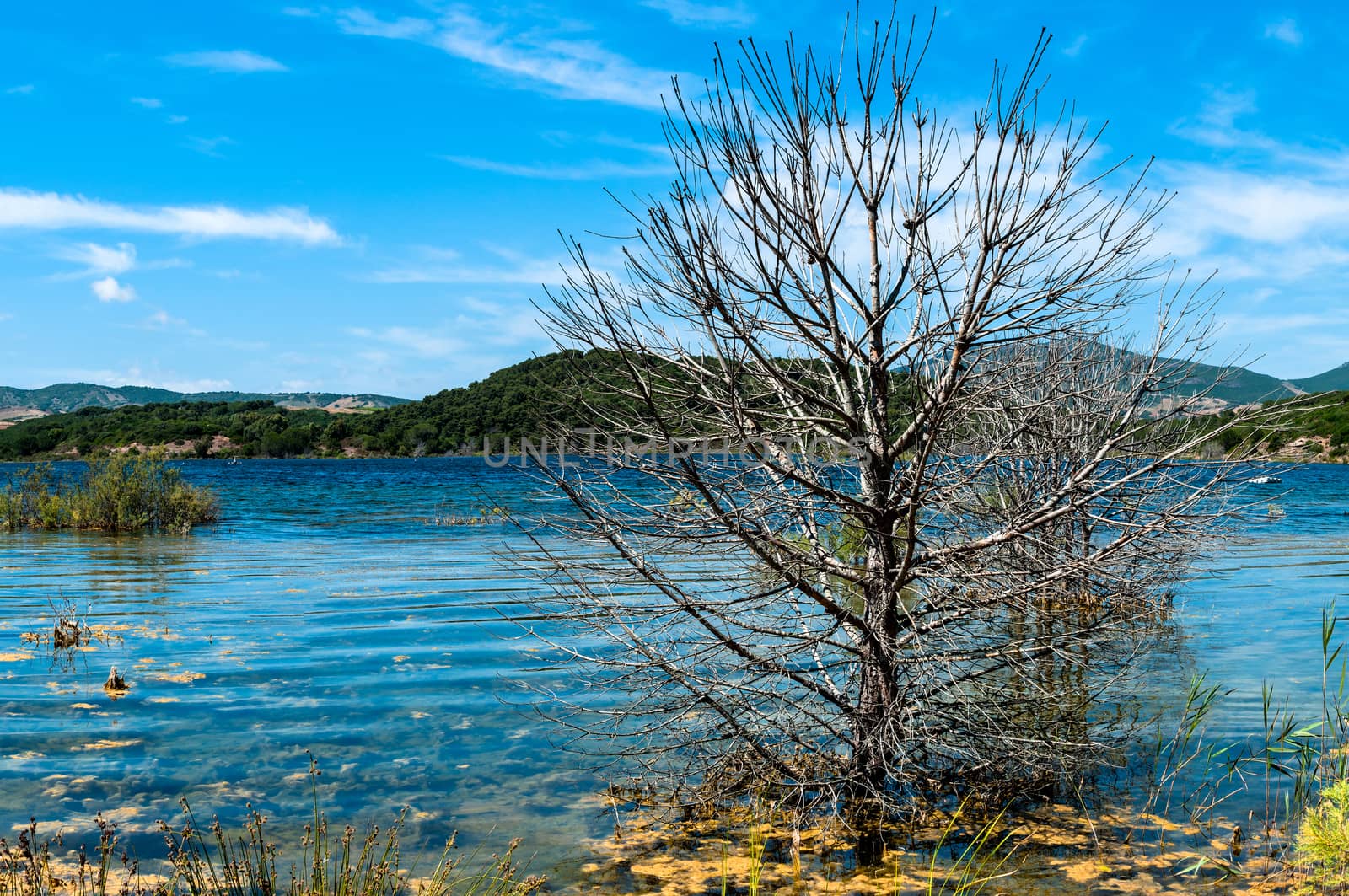 Landscape of a lake in the summer, with clear water and a bare tree