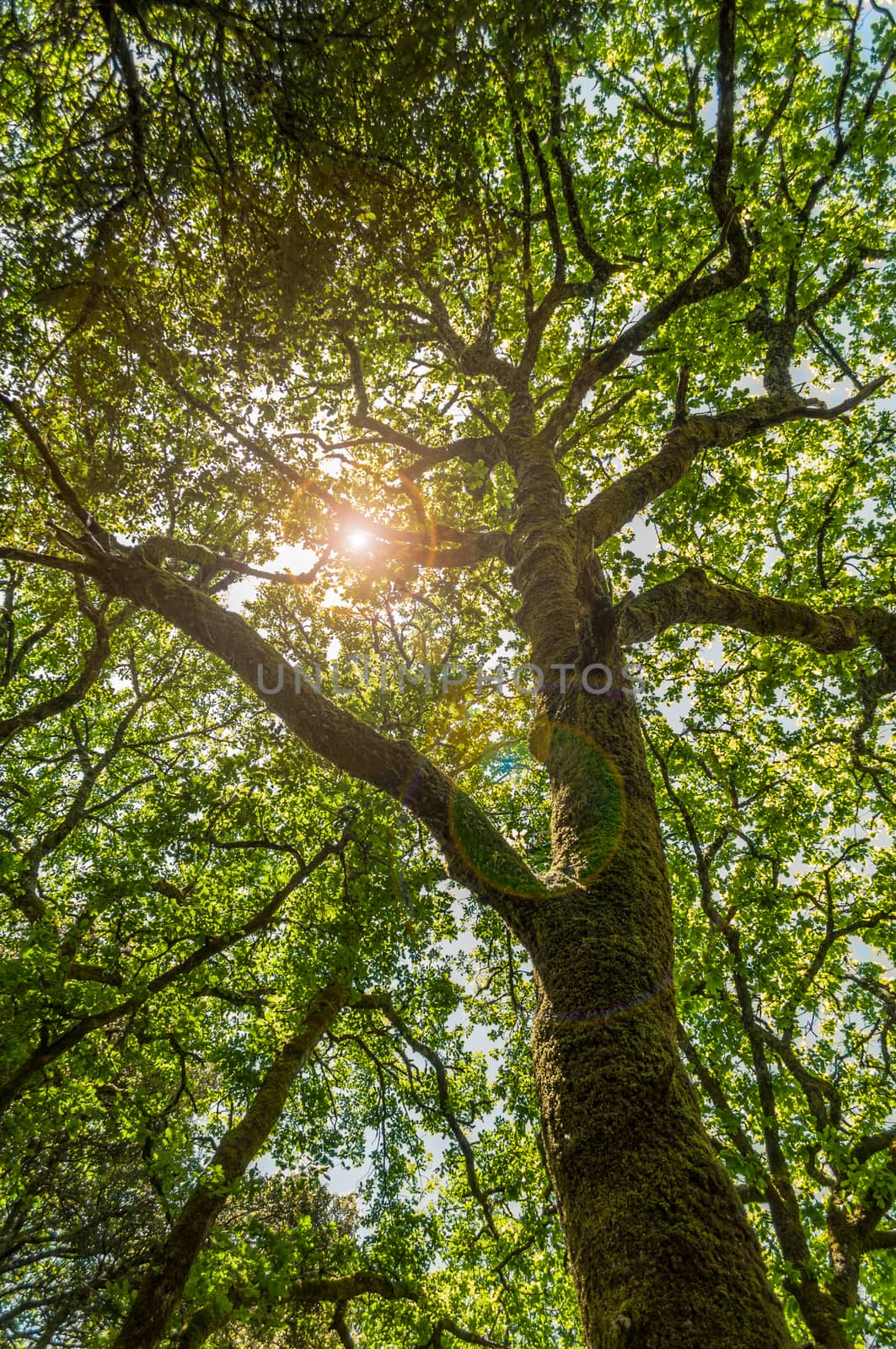 Beautiful tree in a forest in the spring with a lens flare