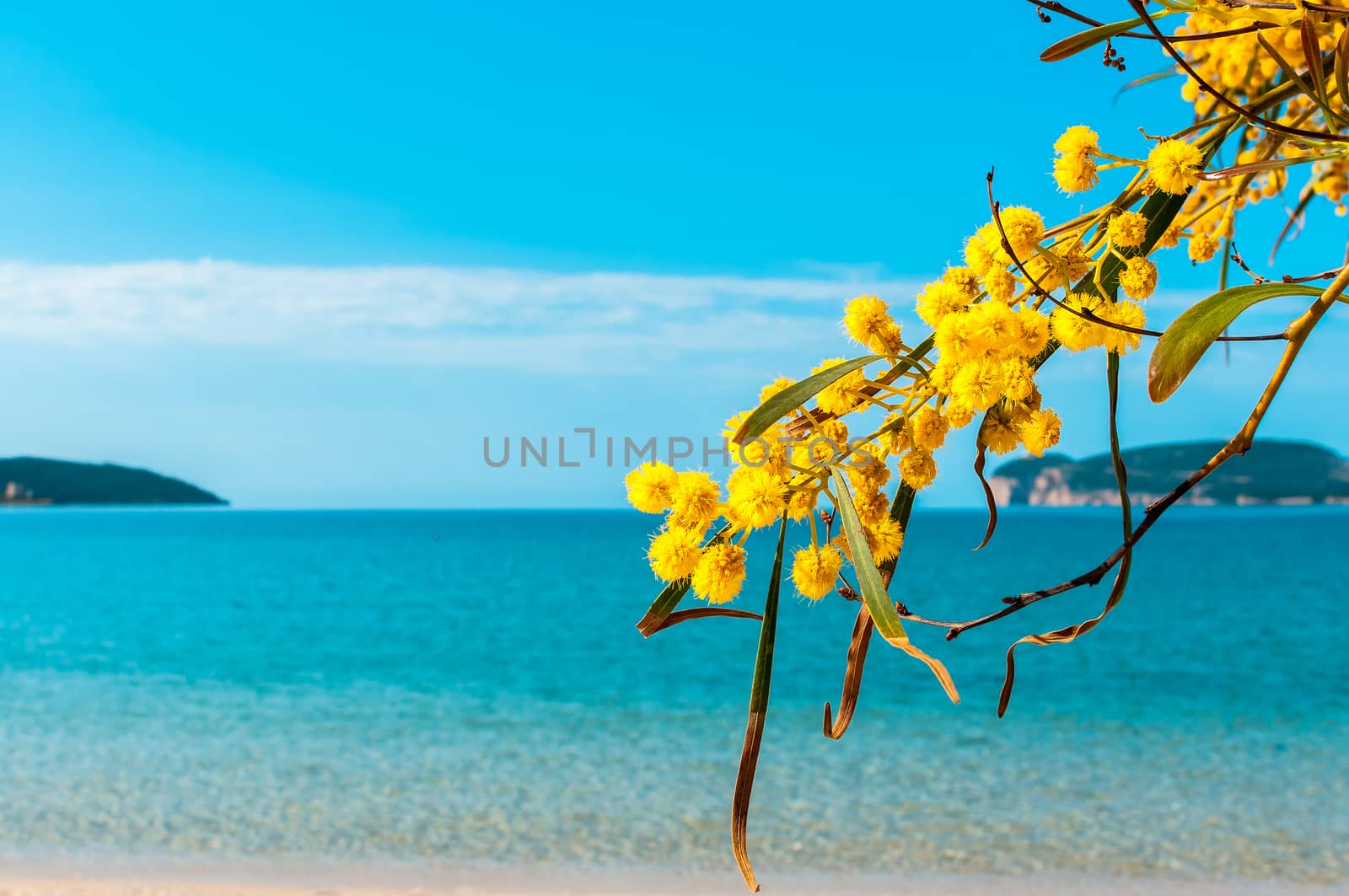 first floor of mimosa flowers in spring to the sea