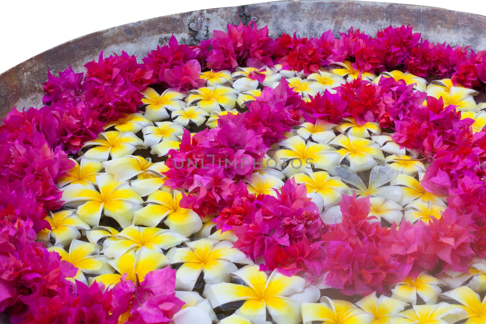 Frangipani Tropical Spa Flower  floating in water