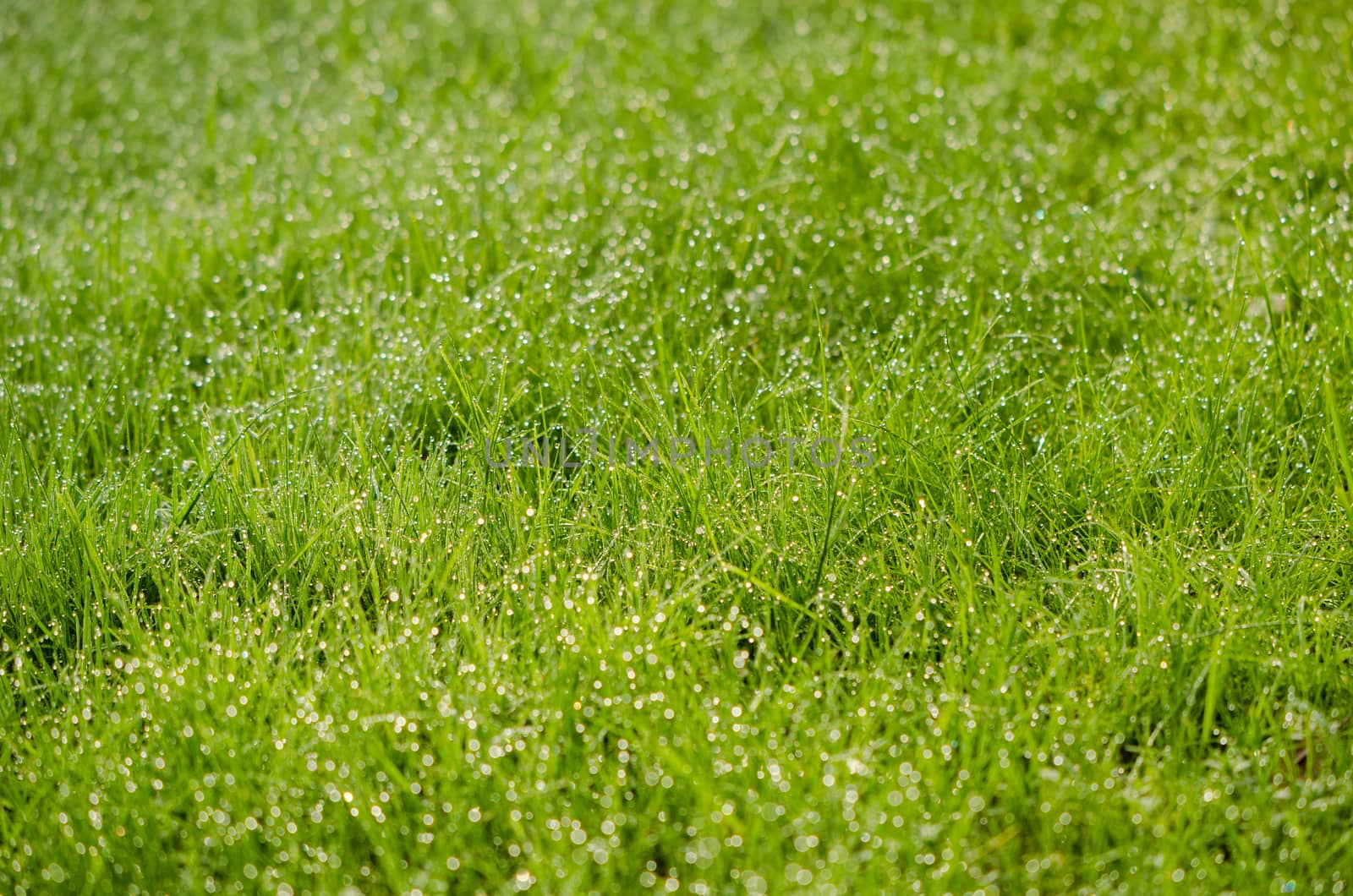 close up of green grass yard with many small dew drops in the early morning