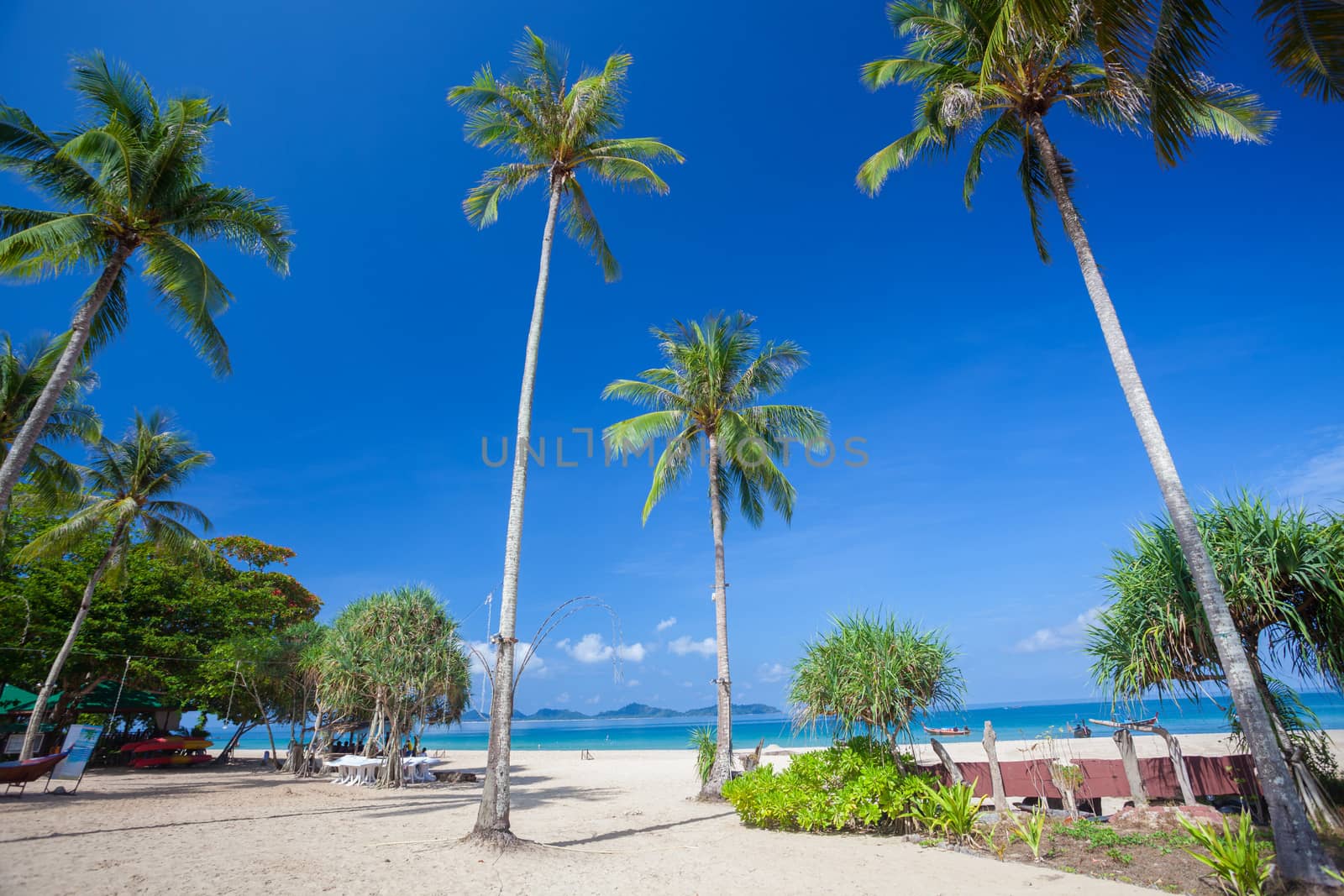 Beautiful green coconut palm trees at tropical beach