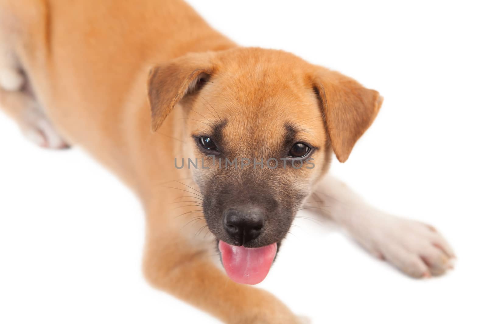 puppy dog lying isolated on white background