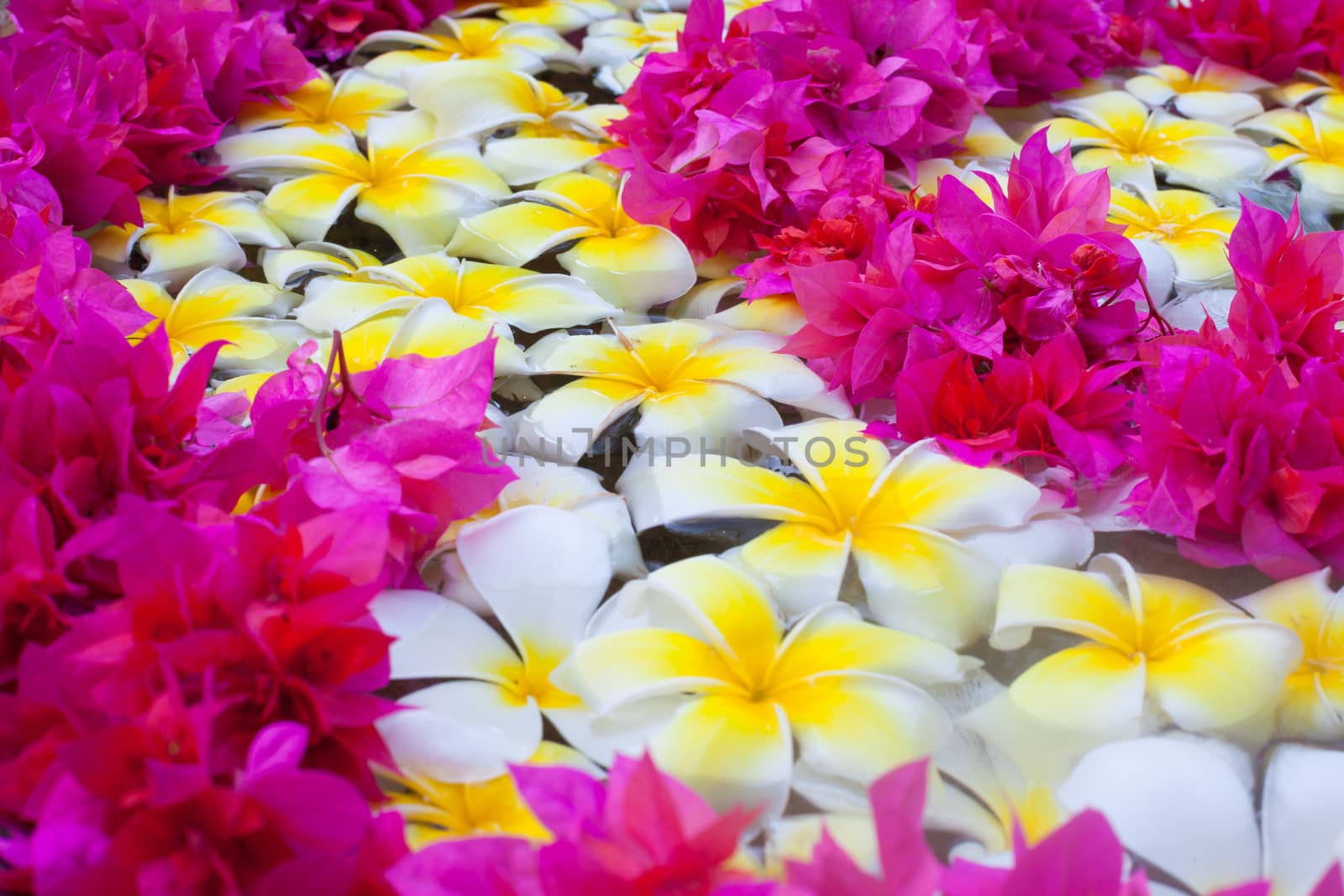 Frangipani Tropical Spa Flower  floating in water