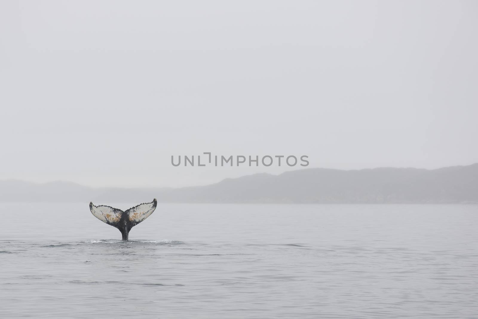 Humpback whales by Arrxxx