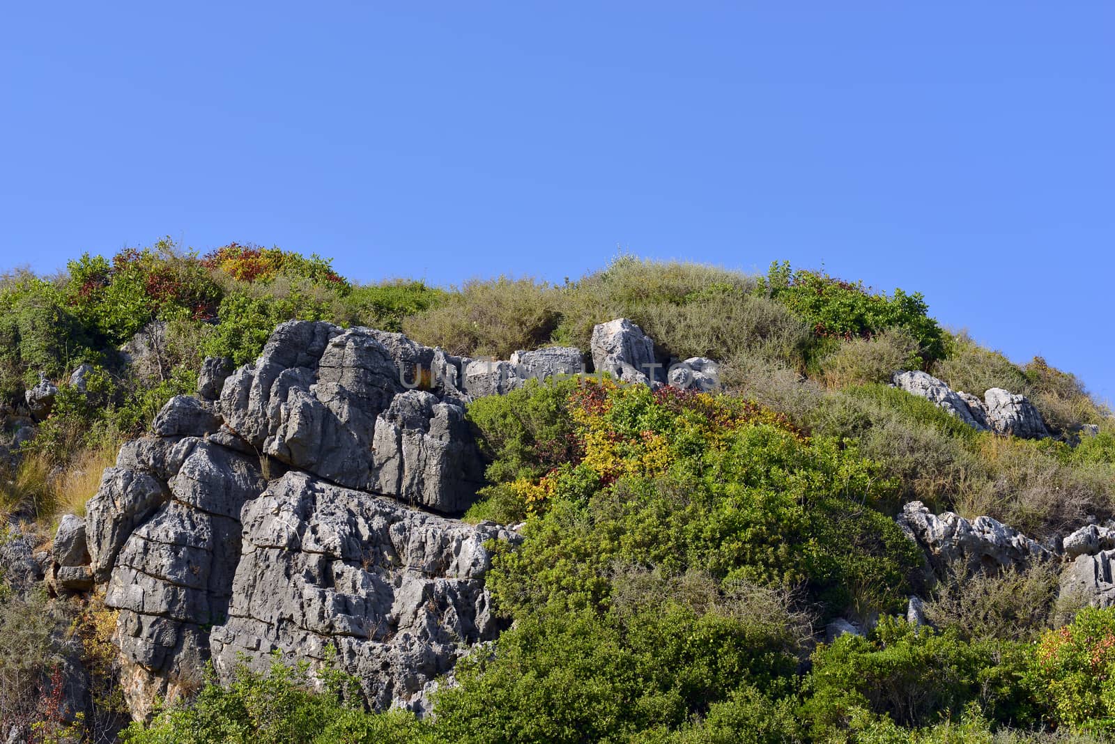 Mountain with trees against the blue sky