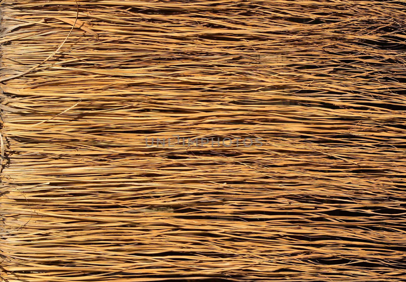 Yellow dry grass surface. Close up natural background