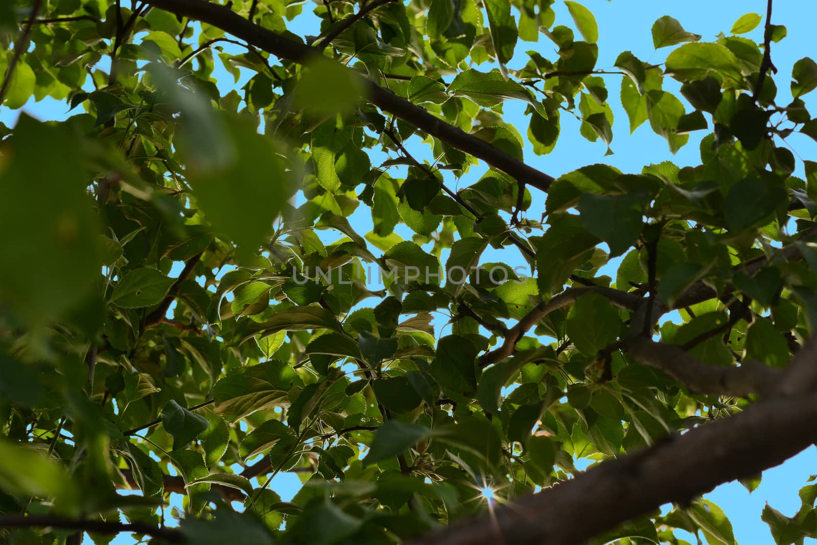 Green leaves and brown branches of a tree by cherezoff