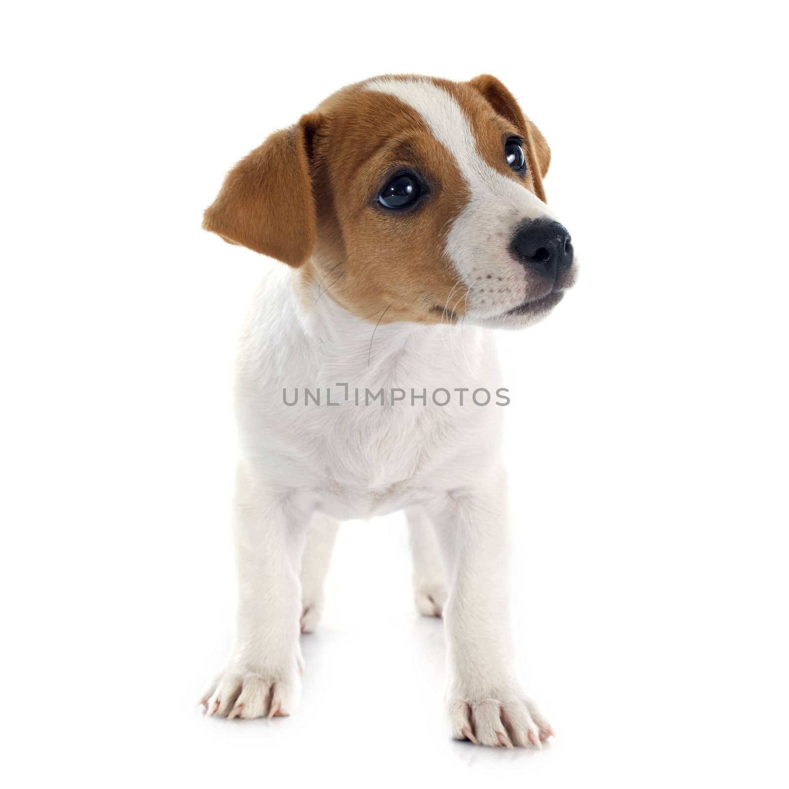 portrait of a purebred puppy jack russel terrier in studio