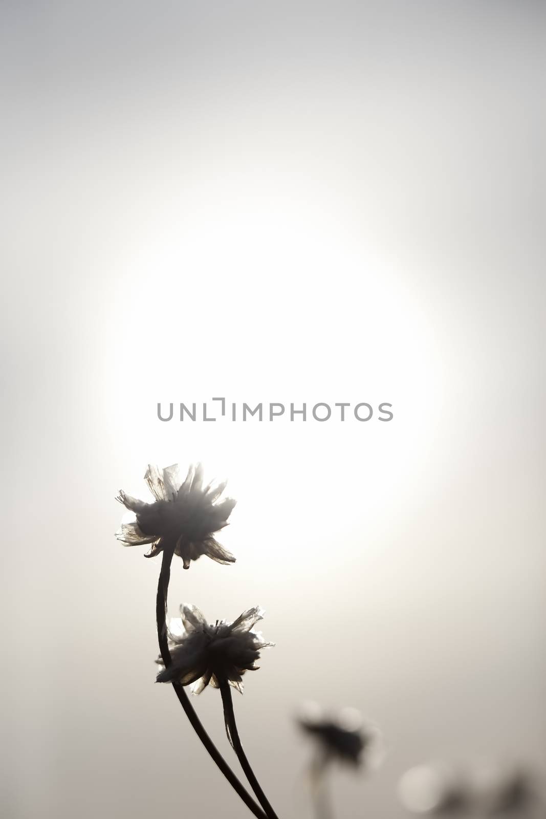 Flowers and Sun by kjorgen