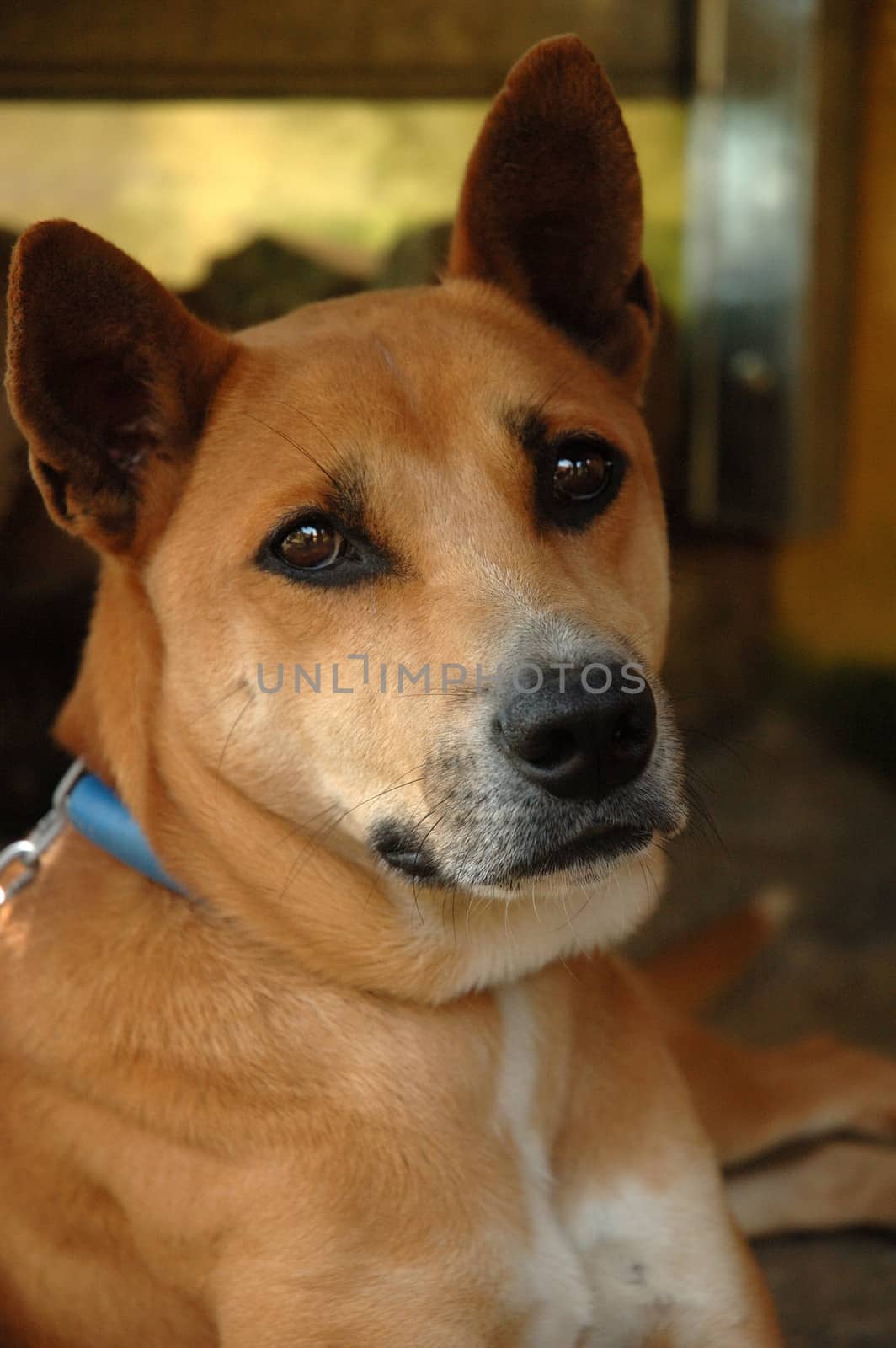 cute brown dog with chain on its neck