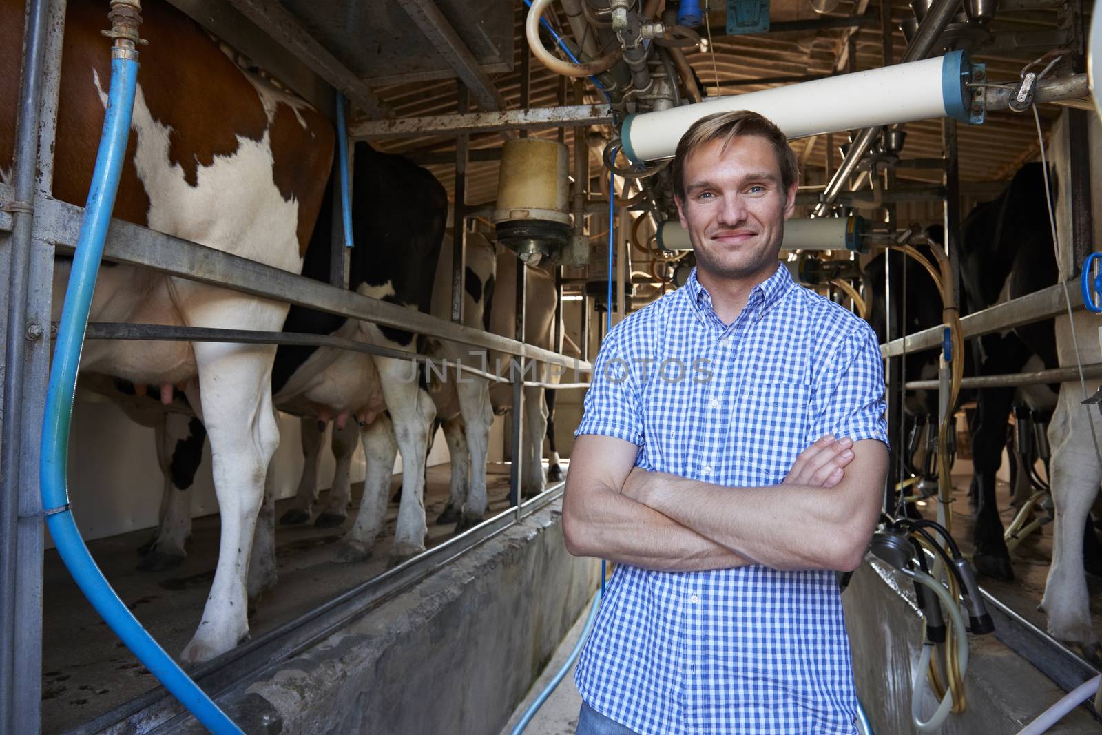Portrait Of Farmer With Cattle In Milking Shed by HighwayStarz