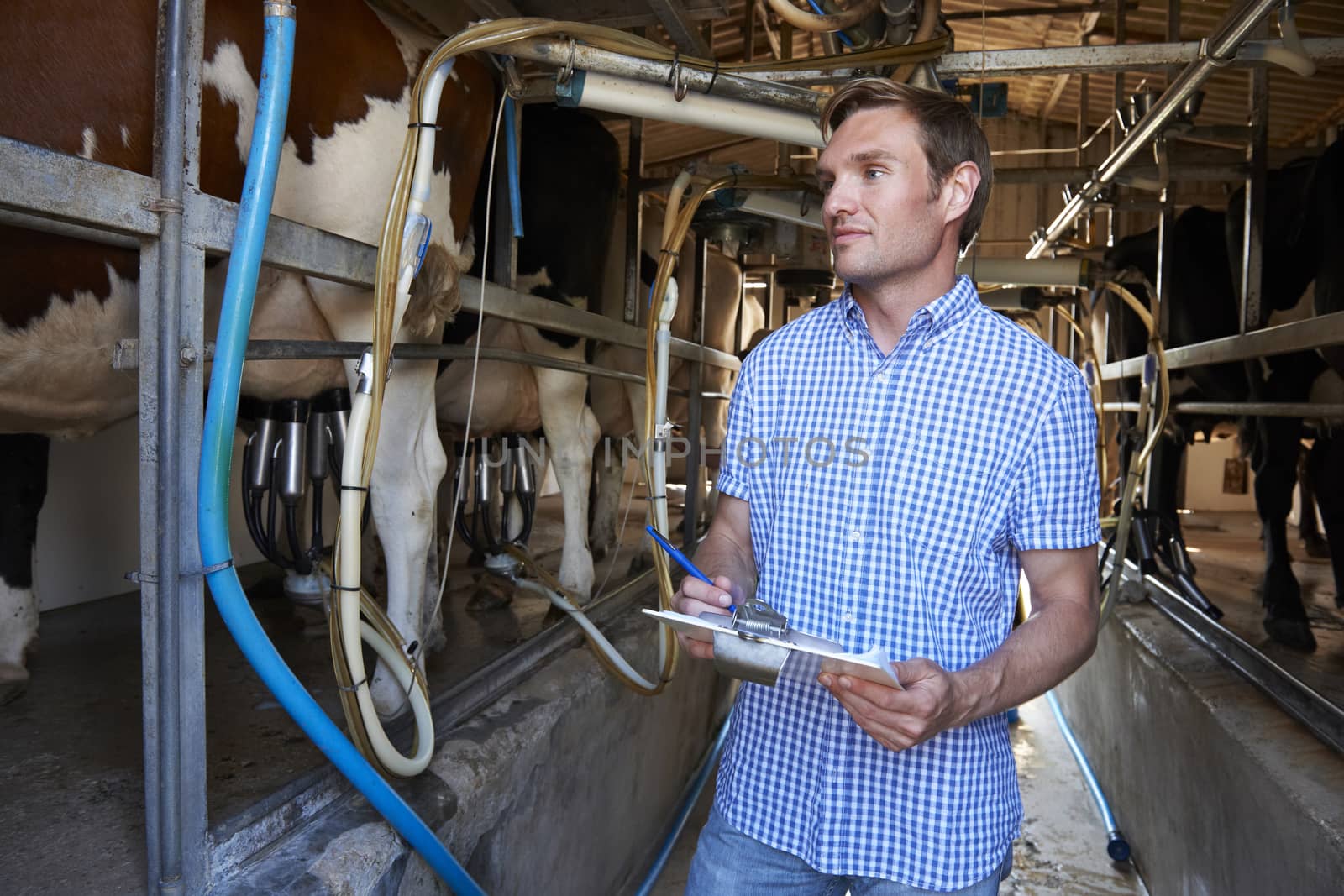 Farmer Inspecting Cattle During Milking by HighwayStarz