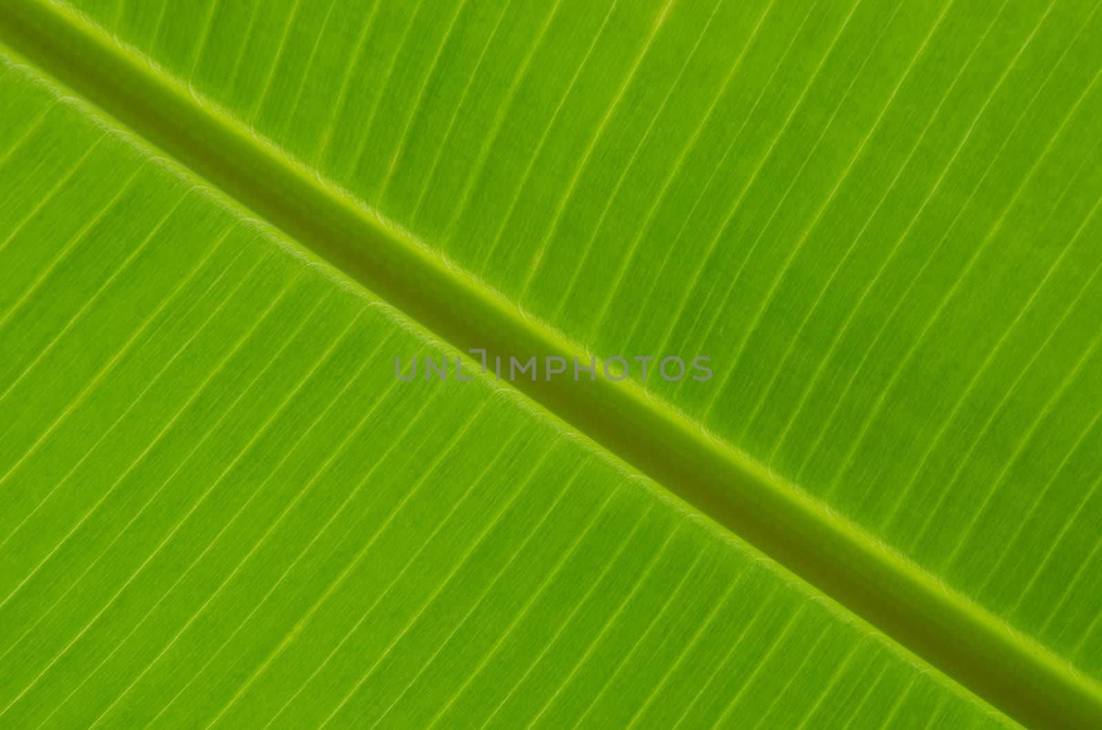 Banana leaf with rim lighting showing fine texture