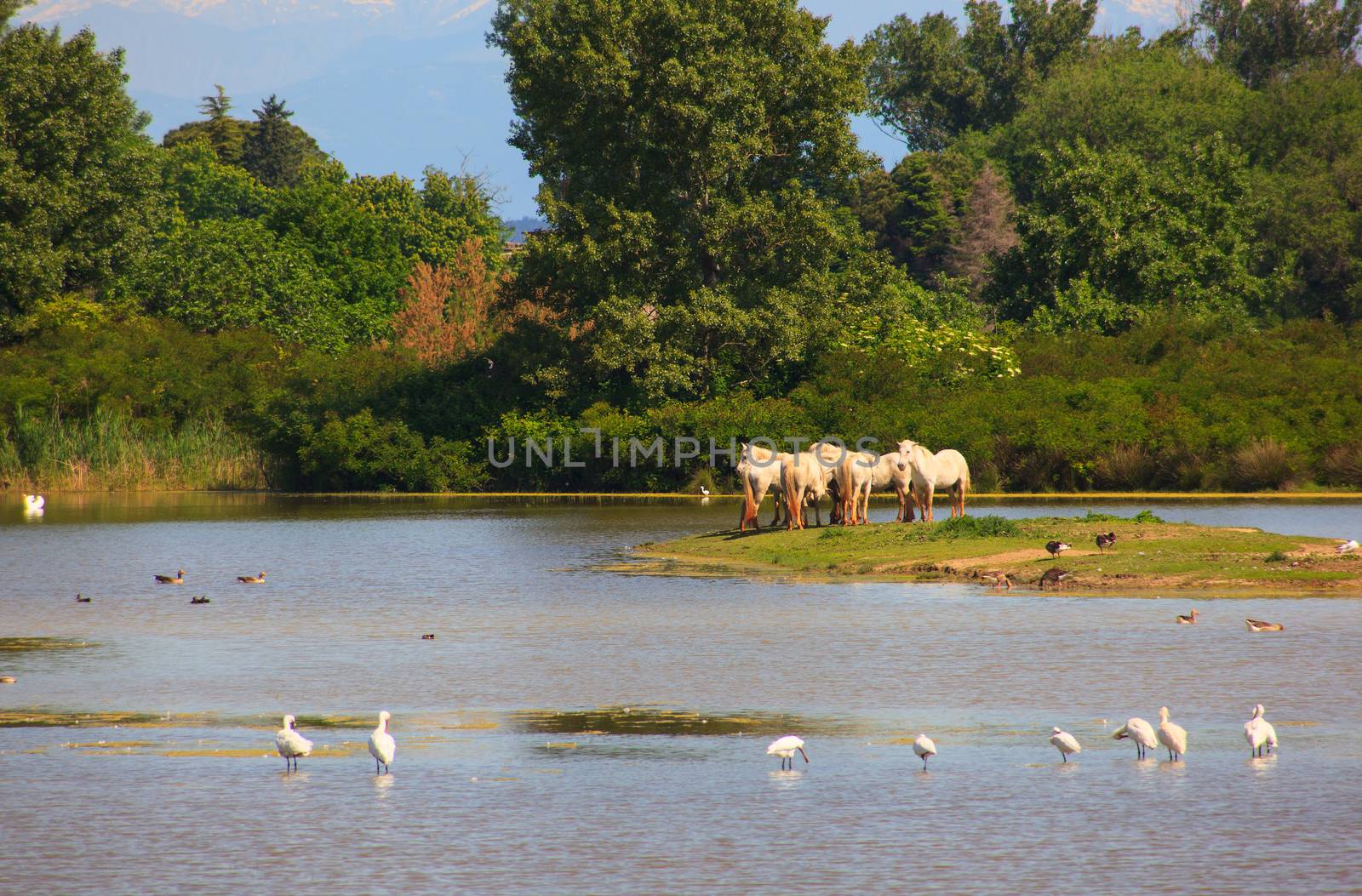 Herd of wild Camargue horses, Soca River Mouth - Italy