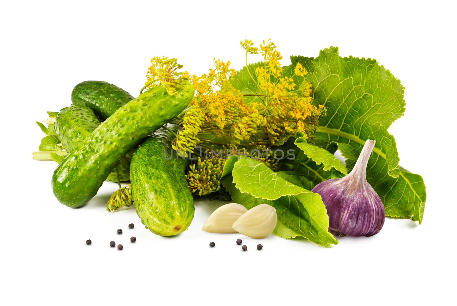 cucumbers, garlic, pepper, horseradish leaves and fragrant blossoms dill marinade on a white background