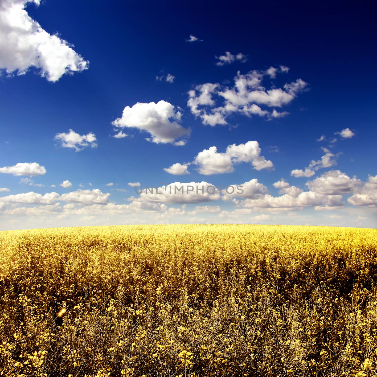 Beautiful Summer Landscape with Yellow Field