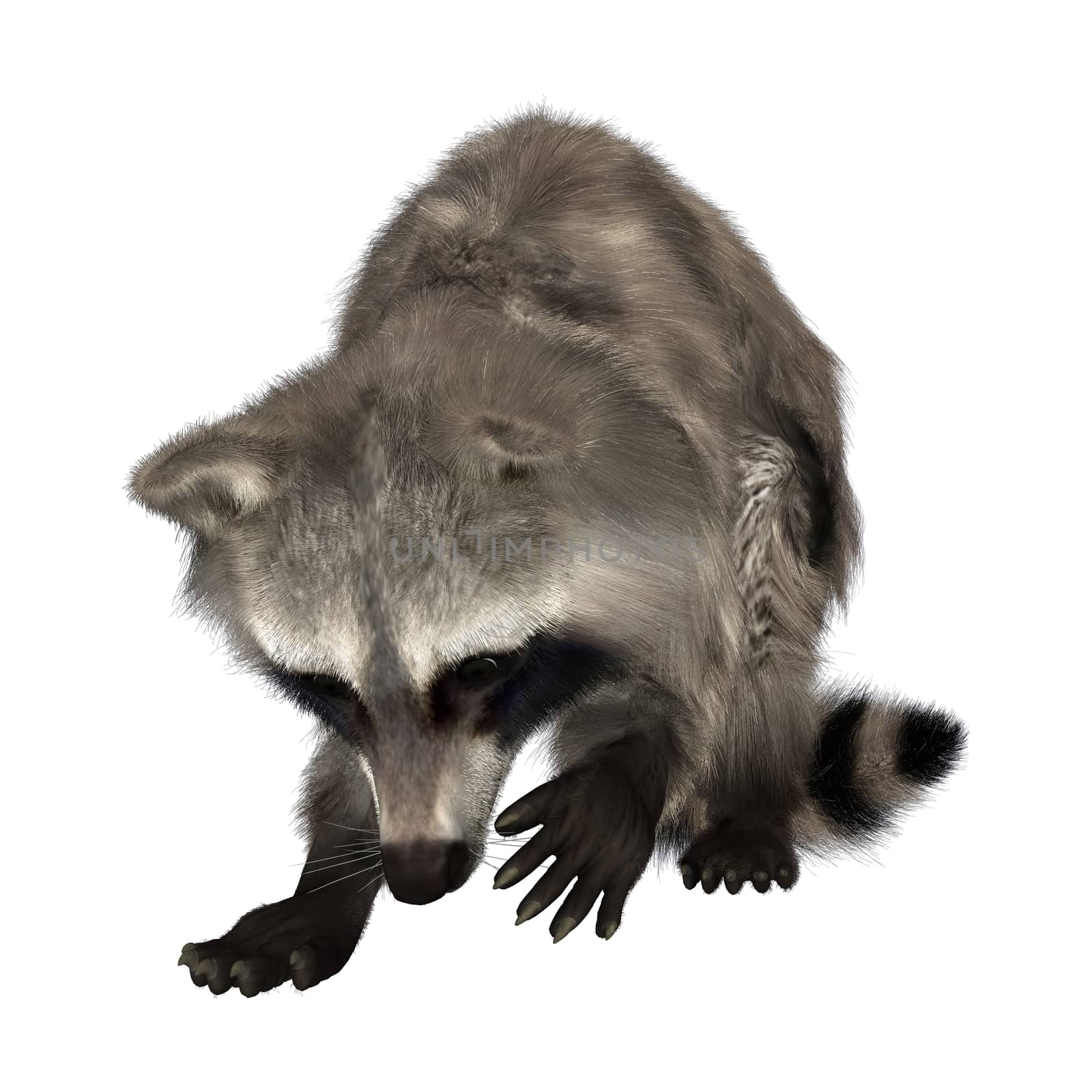 Raccoon by Vac