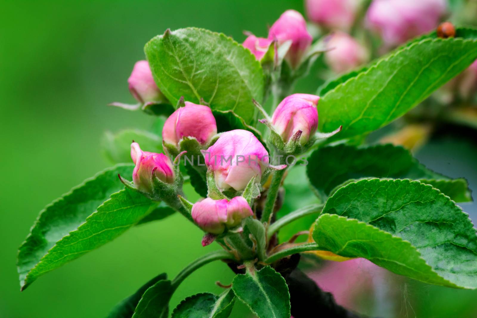 Blossoming pink buds of an apple-tree and young green leaves against a green garden.