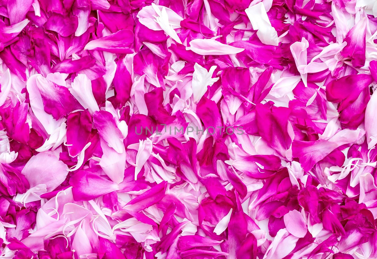 Large number of gentle white and bright pink petals of a peony. Background image.