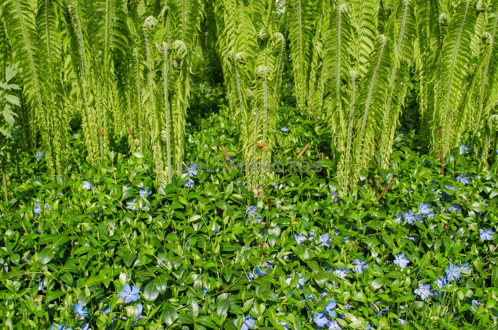 small bluish rambling flowers and garden fern by sauletas