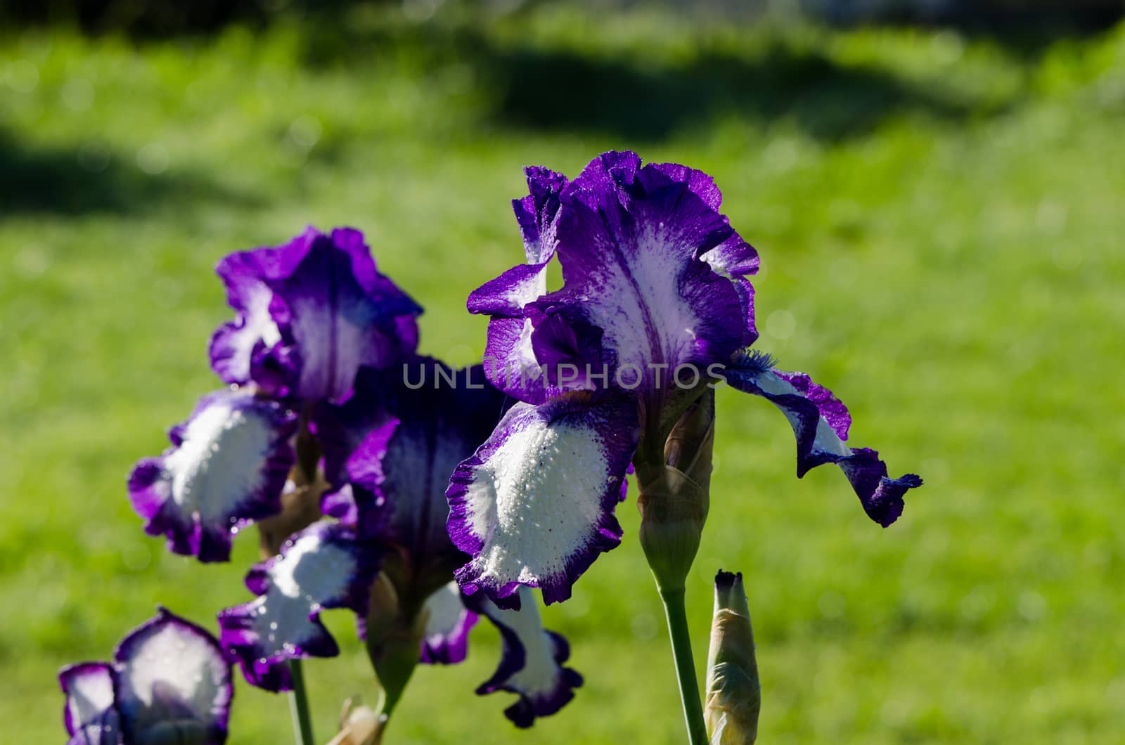 Closeup of dewy multicolor iris flower by sauletas