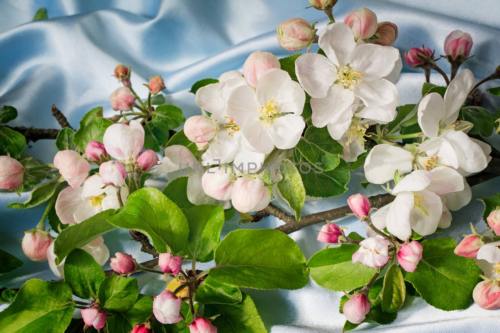 
Gentle white-pink flowers of an apple-tree, buds and green leaves on an apple-tree branch. Are presented on a gentle-blue background
