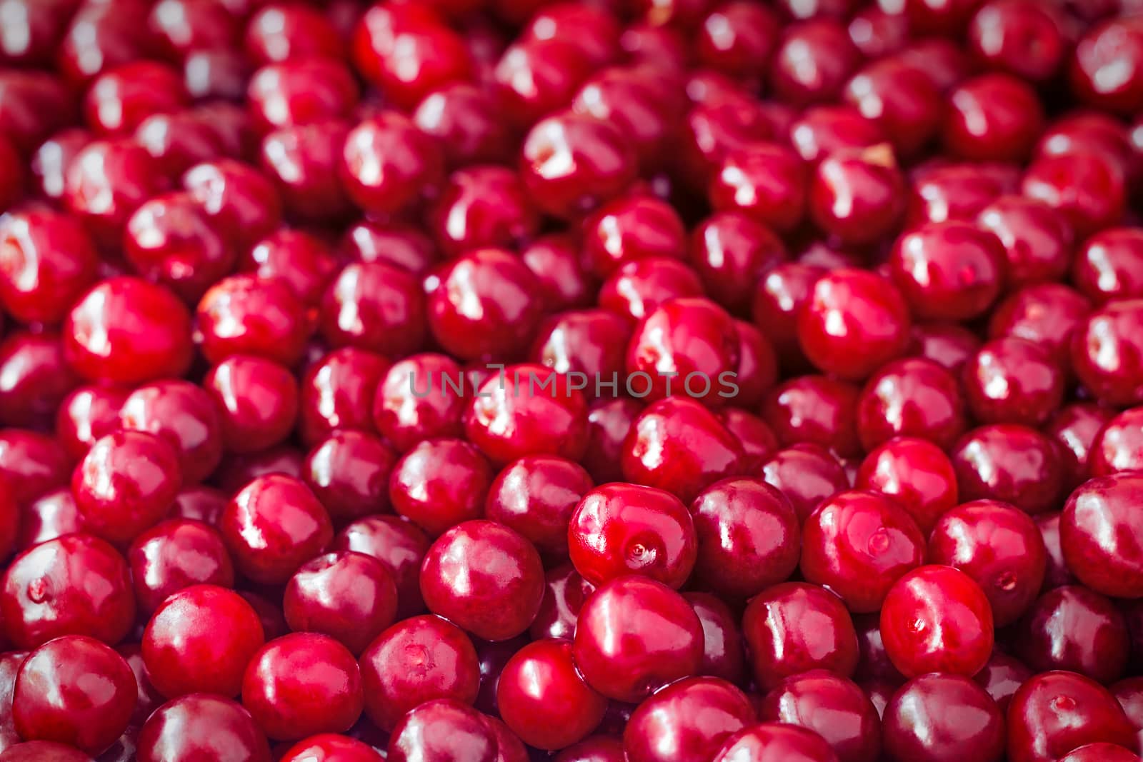 Large number of large ripe fruits of cherry (the background image)