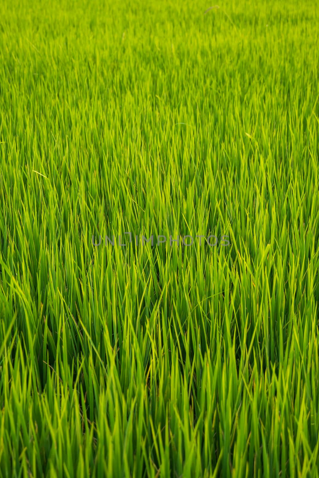 Green grassland