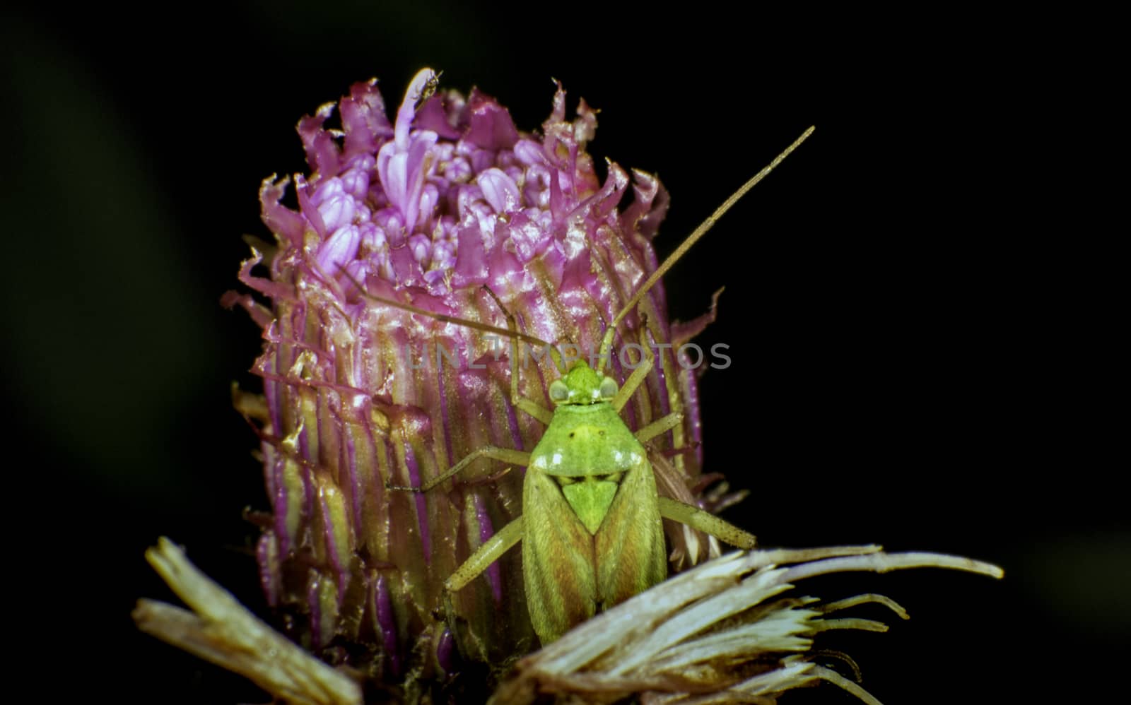 Green Beetle on a flower