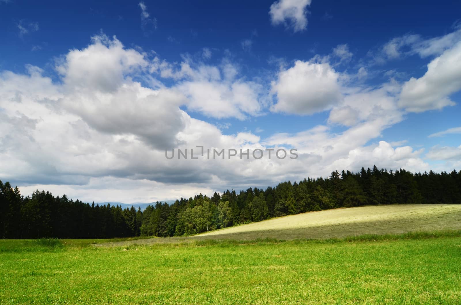 summer landscape