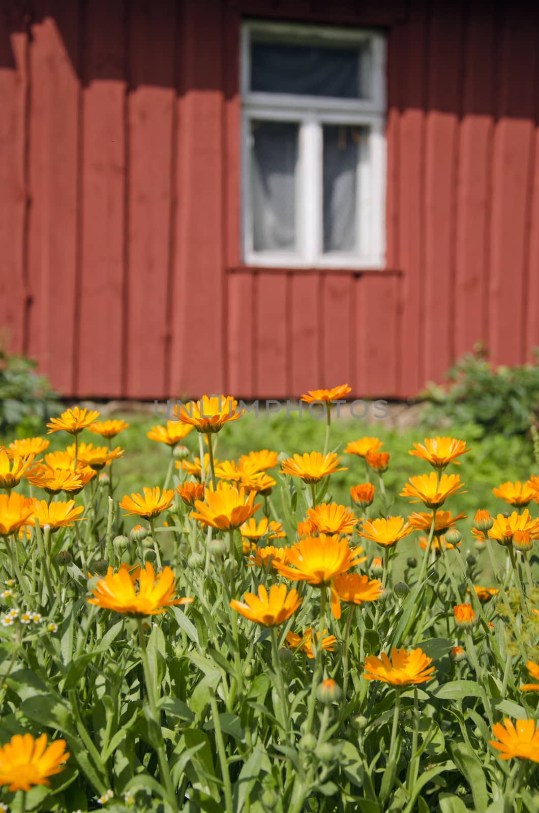 calendula marigold medical flowers in farm garden near house