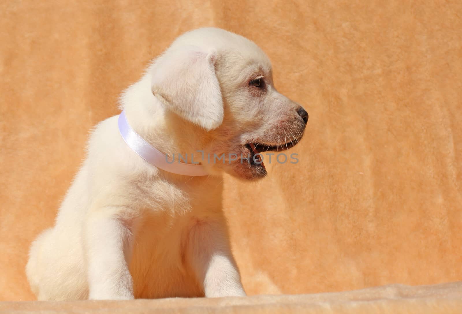 yellow labrador puppy sitting on yellow background close up