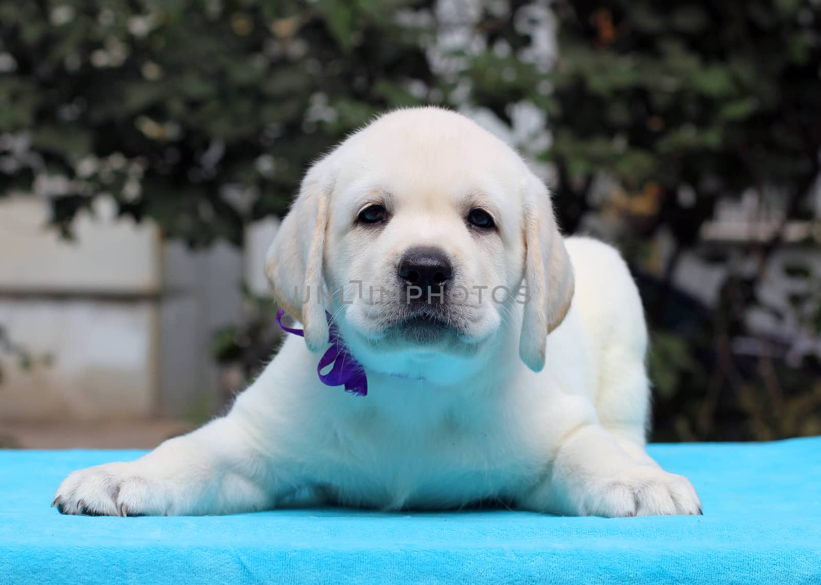happy yellow labrador puppy sitting on blue background close up
