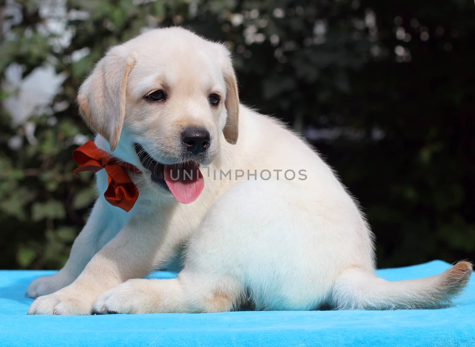 little happy yellow labrador puppy laying on blue