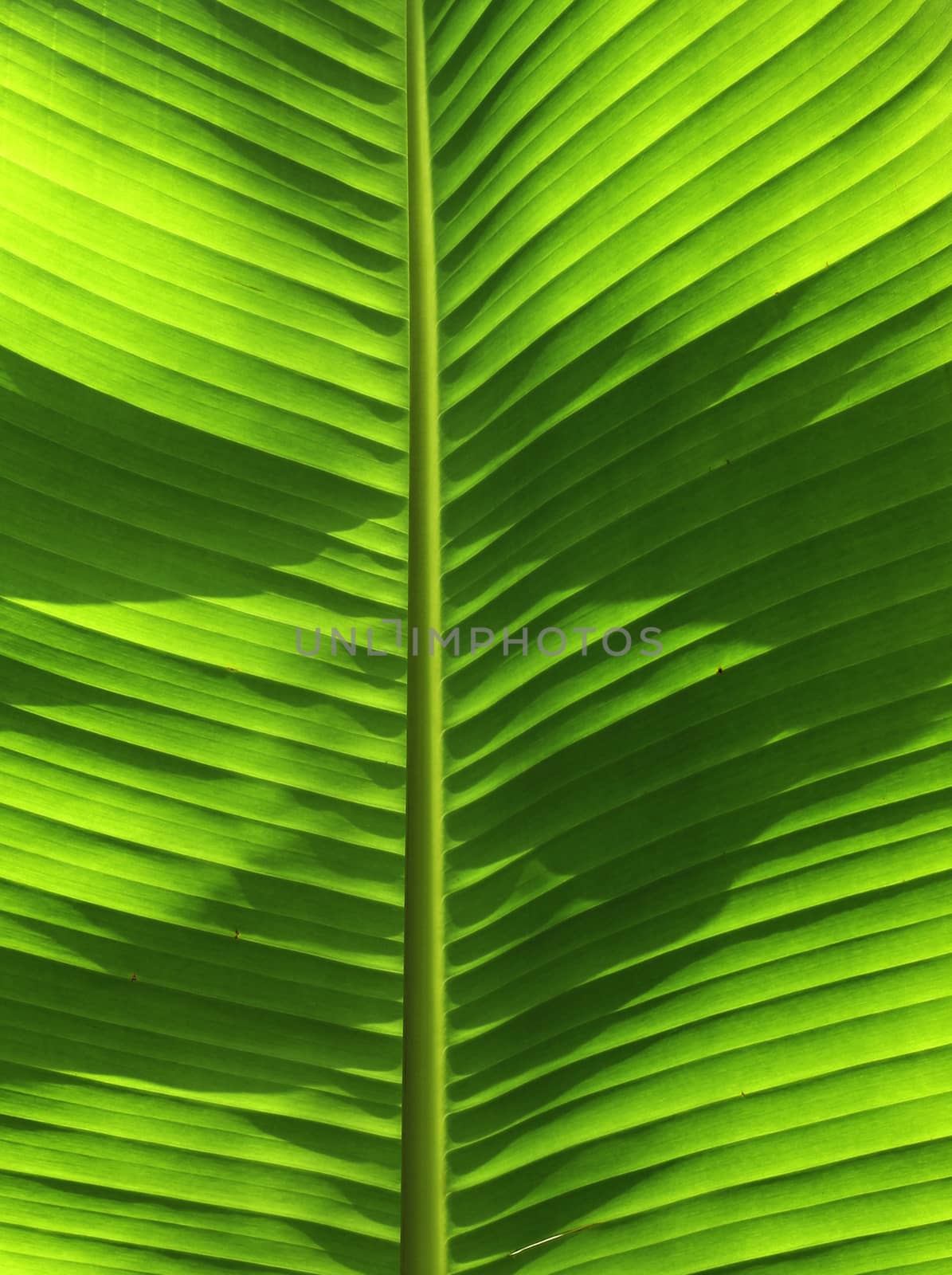 Fresh green banana tree leaf in counterlight