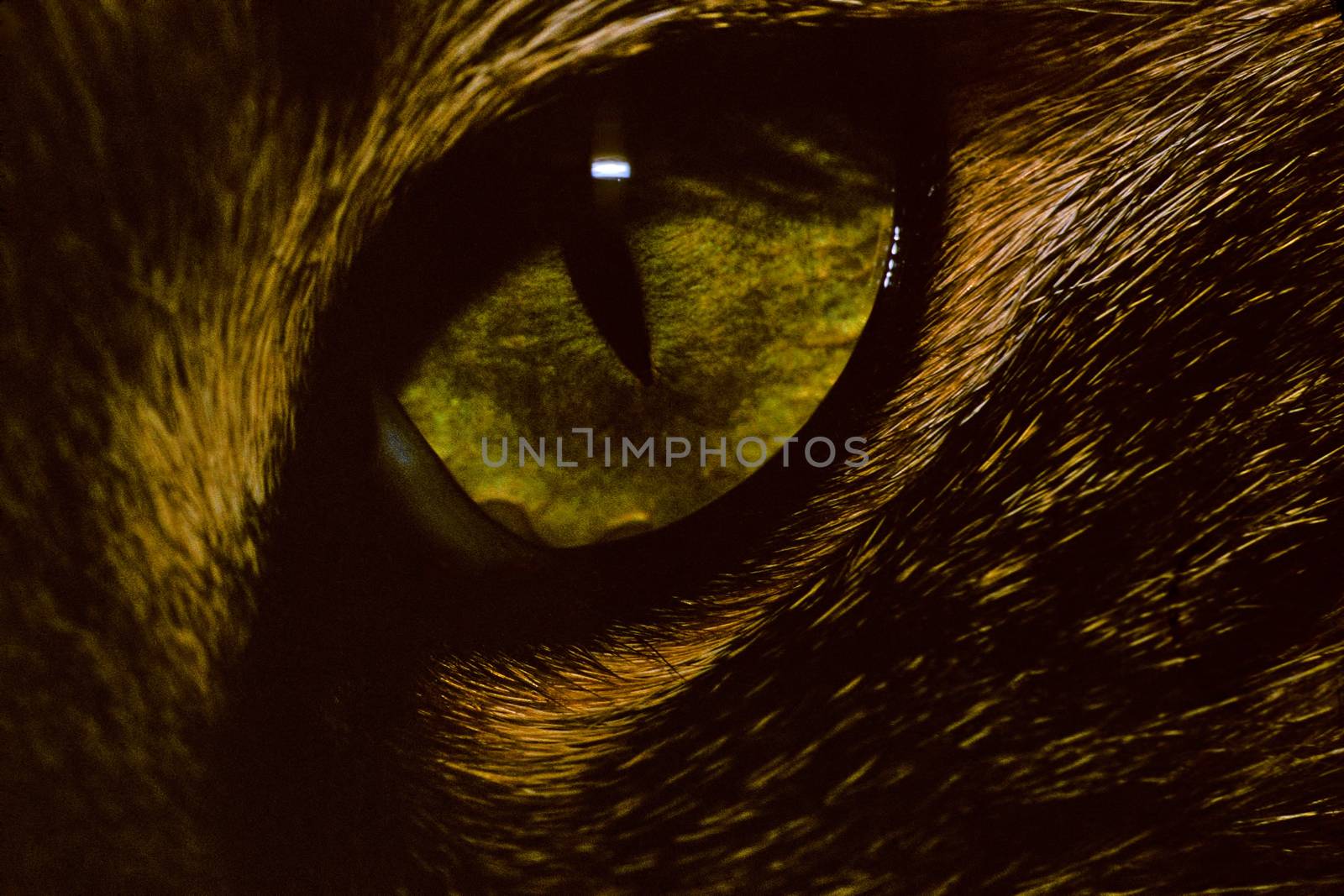 Cat Eye 013. Close up of a green cat eye.