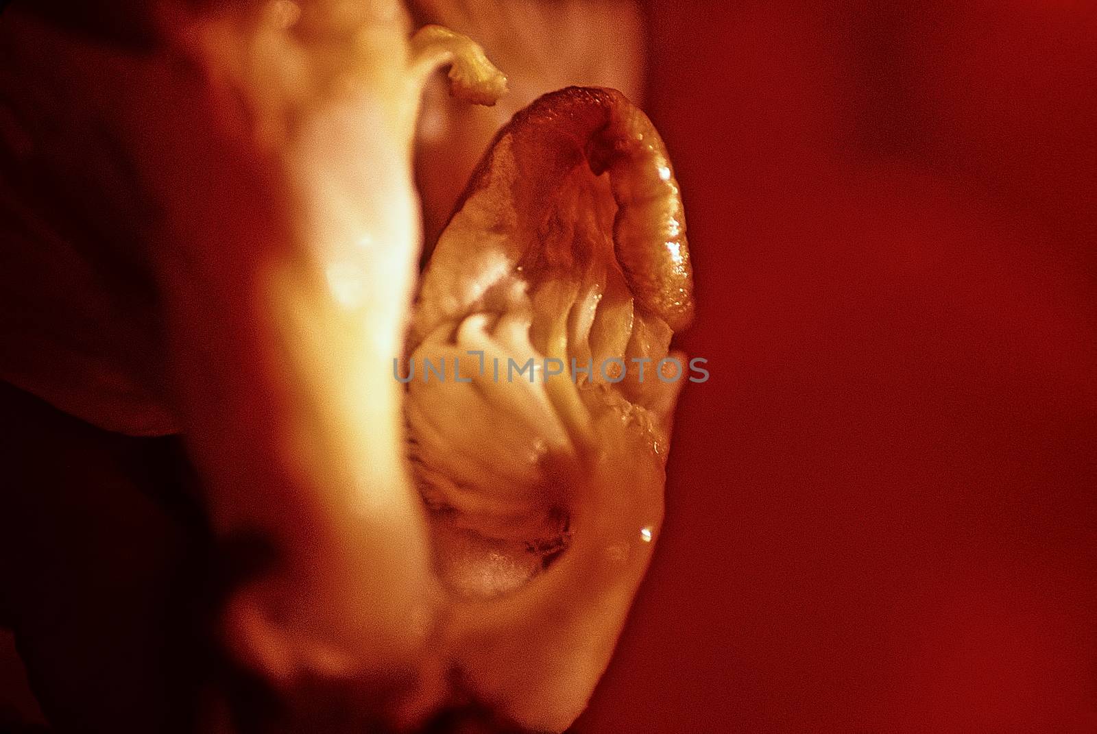 Oyster Mushroom 012. Oyster ear-like mushroom next to a red pepper.