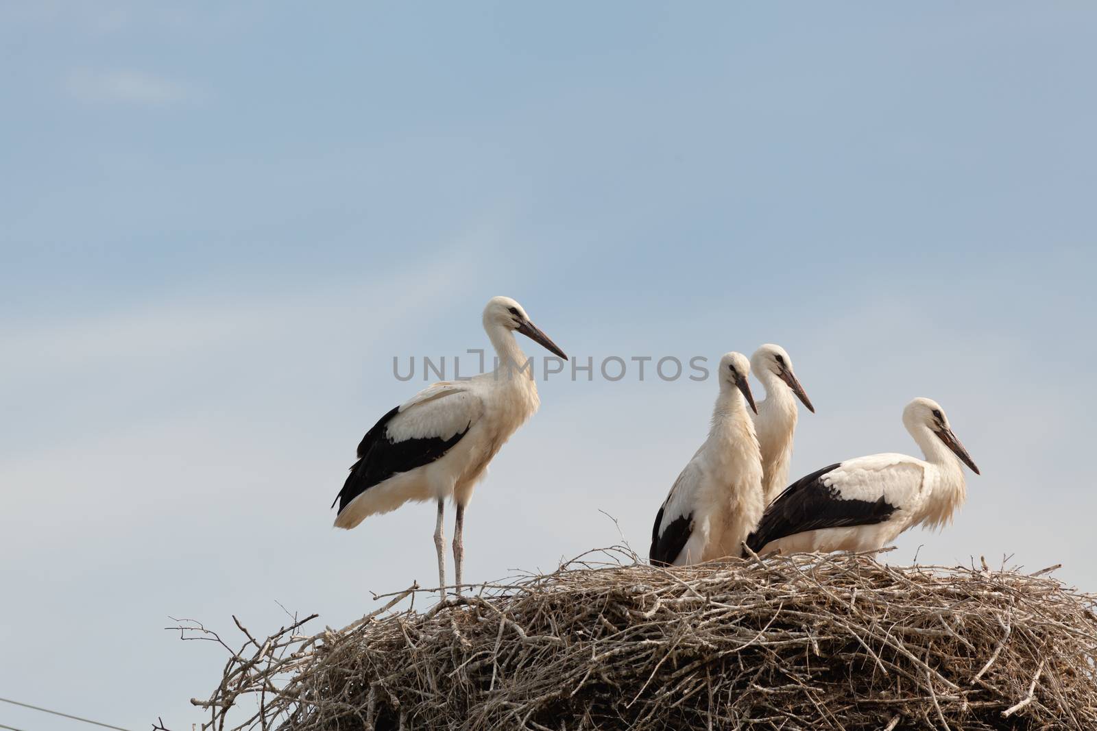The white stork young baby birds costs in a big nest from rods