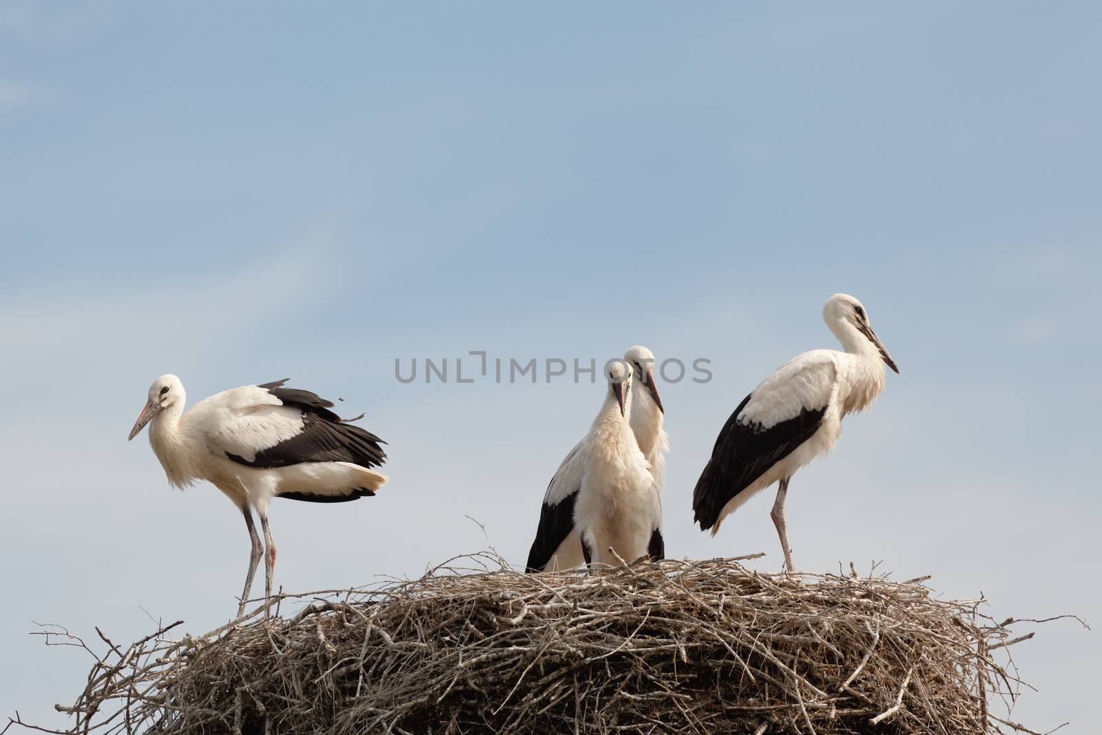 The white stork young baby birds costs in a big nest from rods