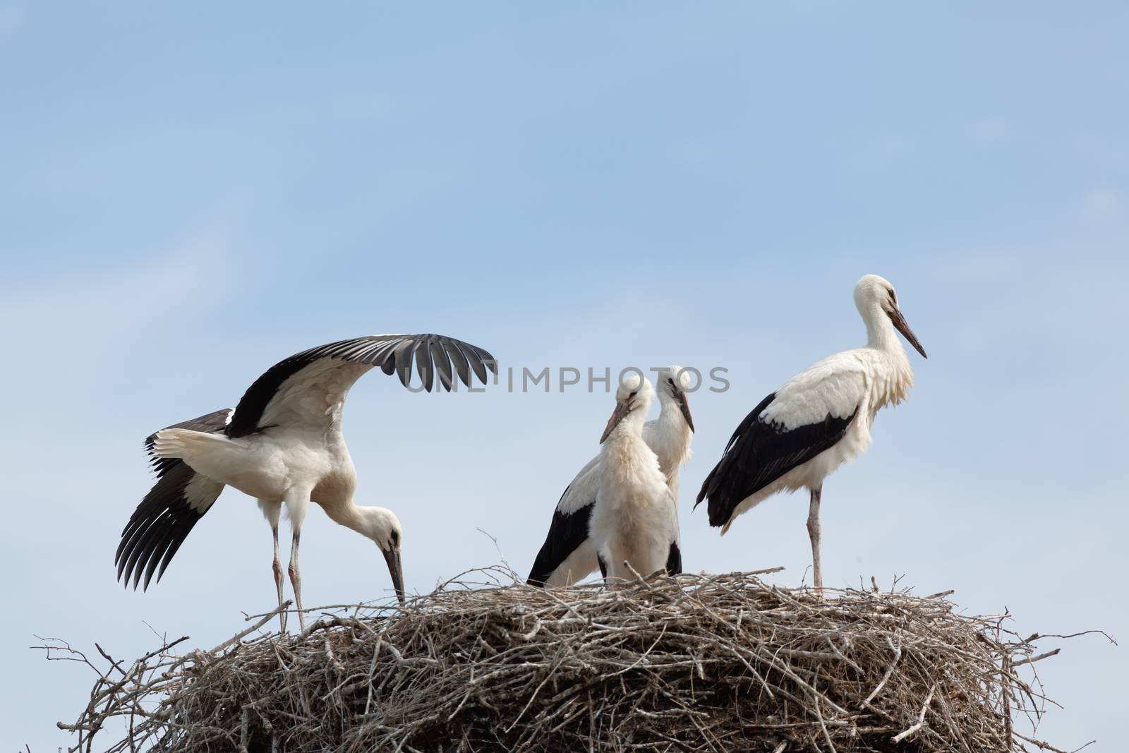 The white stork young baby birds costs in a big nest from rods