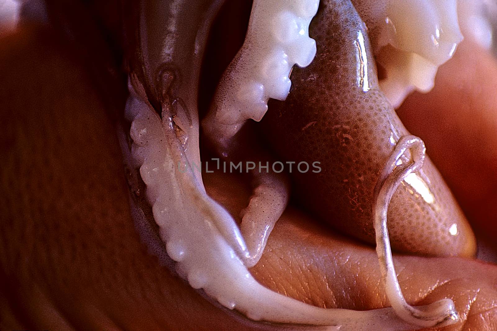 Octopus In A Hand 055. A raw octopus rests in a hand.