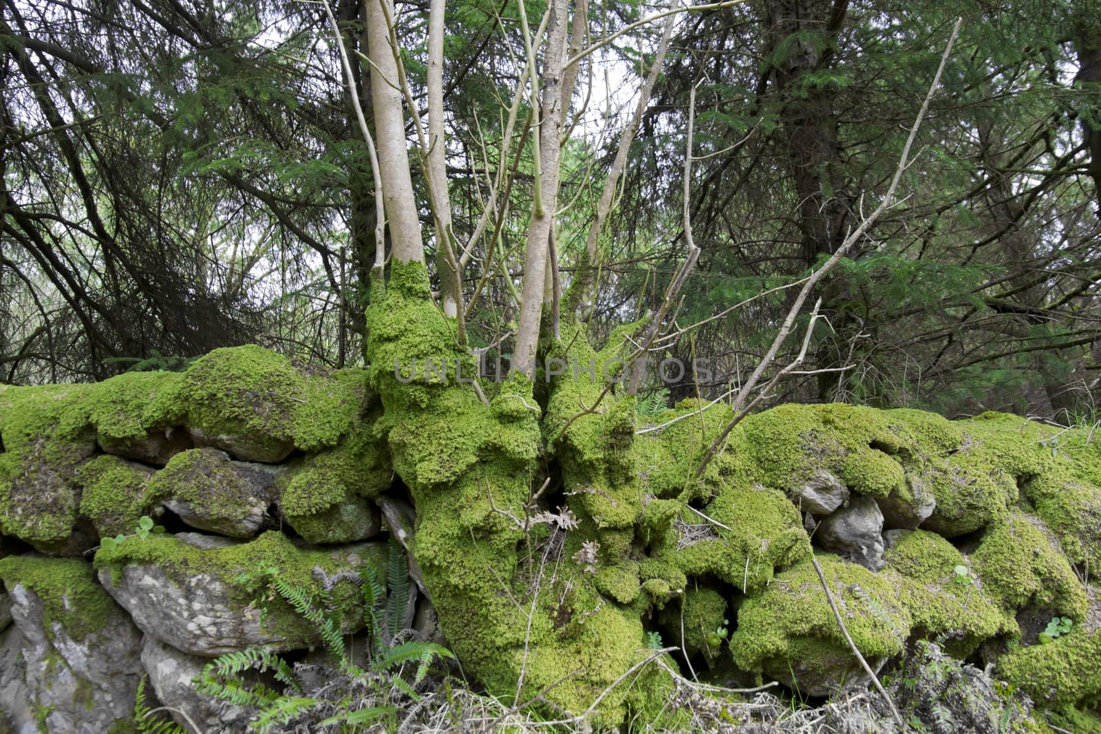 old stone walls covered in green moss at woods in Ireland