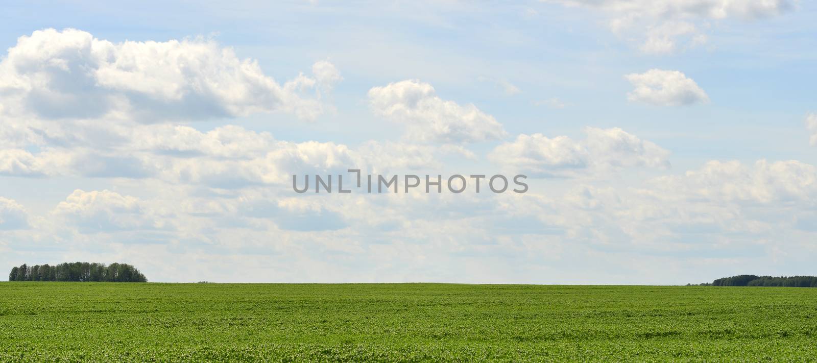 Green field on a background of the blue sky