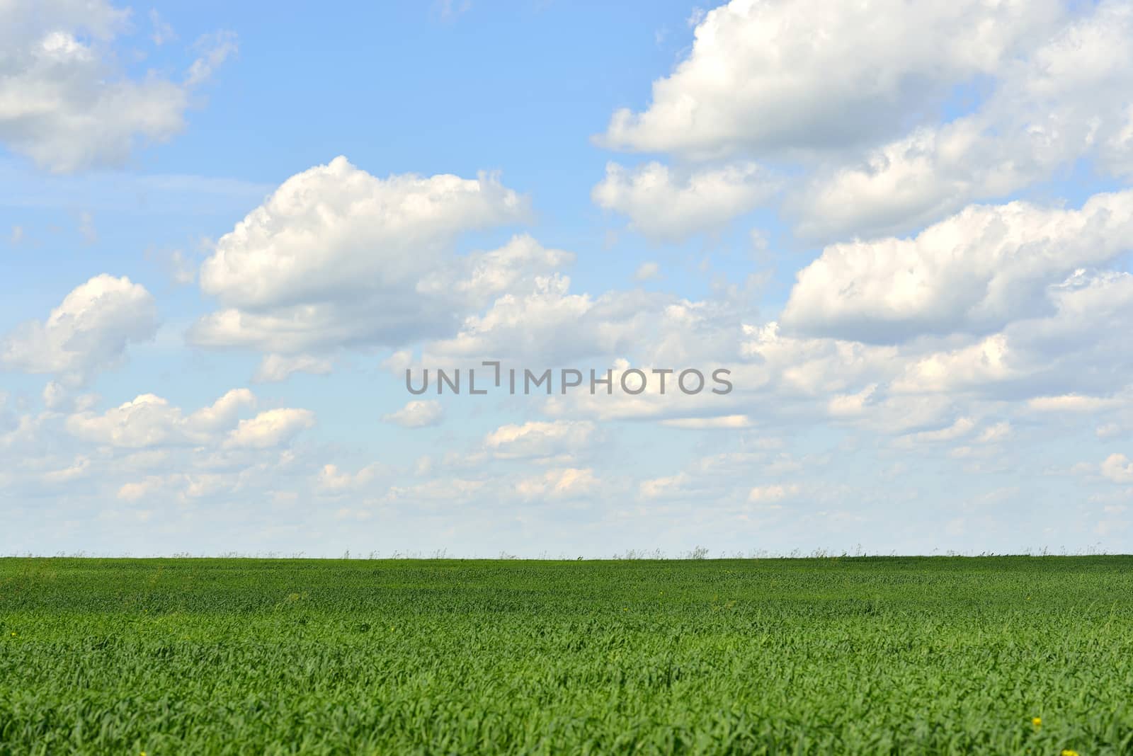 Green field on a background of the blue sky