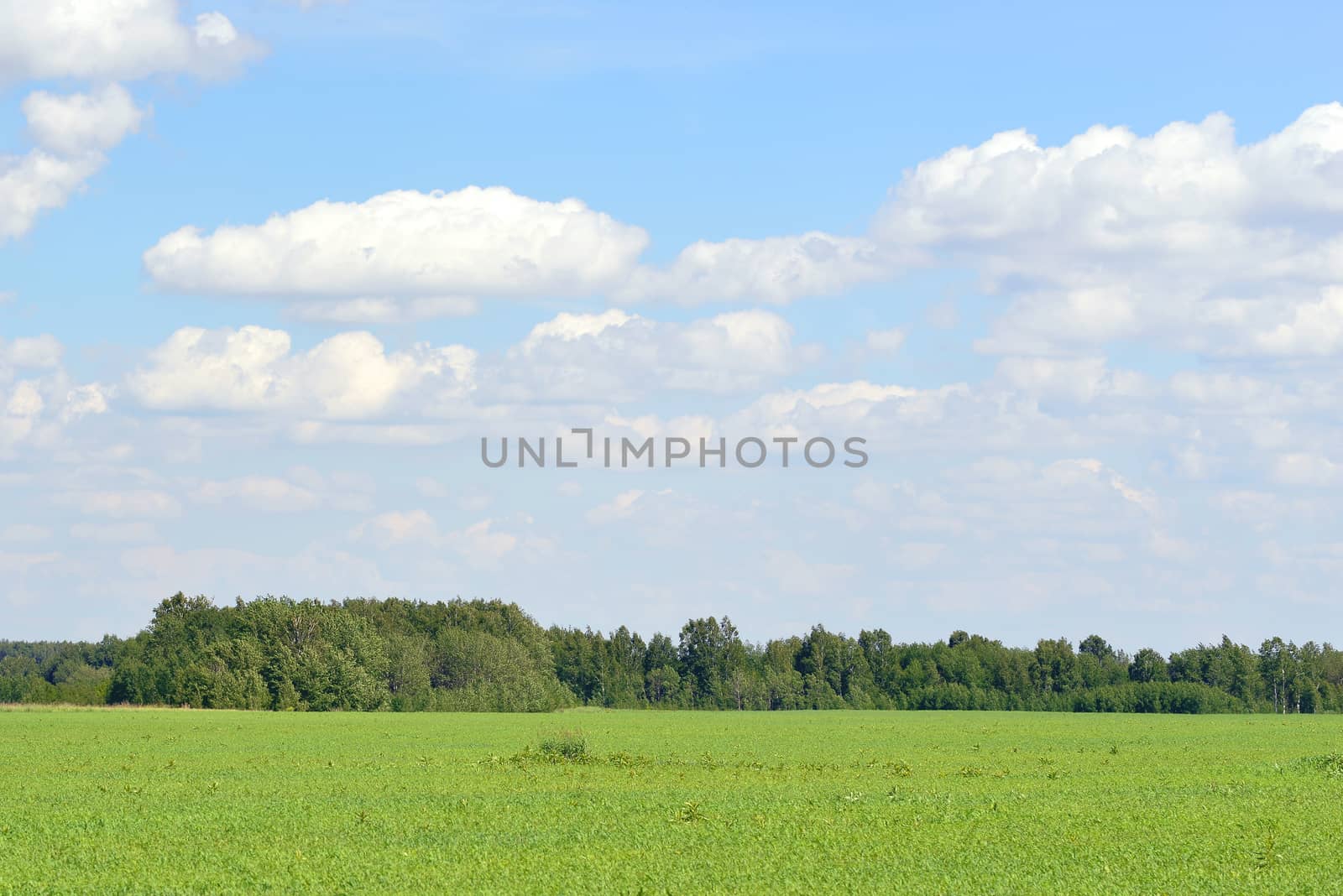 Green field and forest on a background of the blue sky