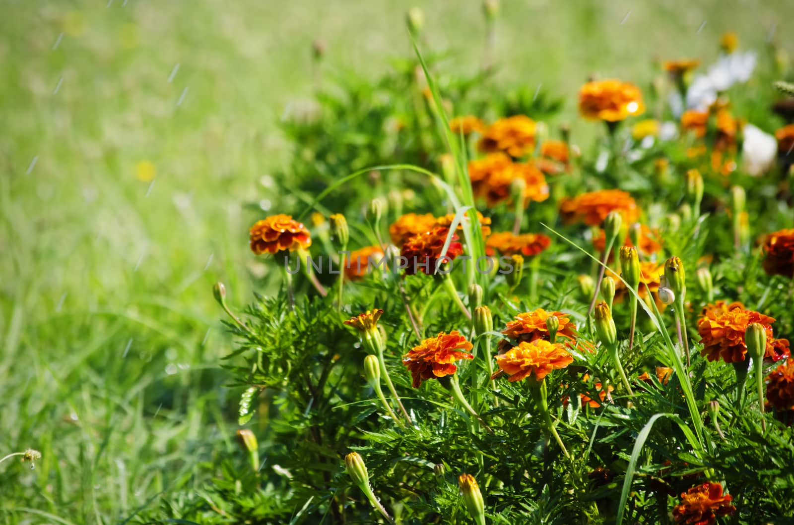 Spring or Summer Flower Over Natural Background