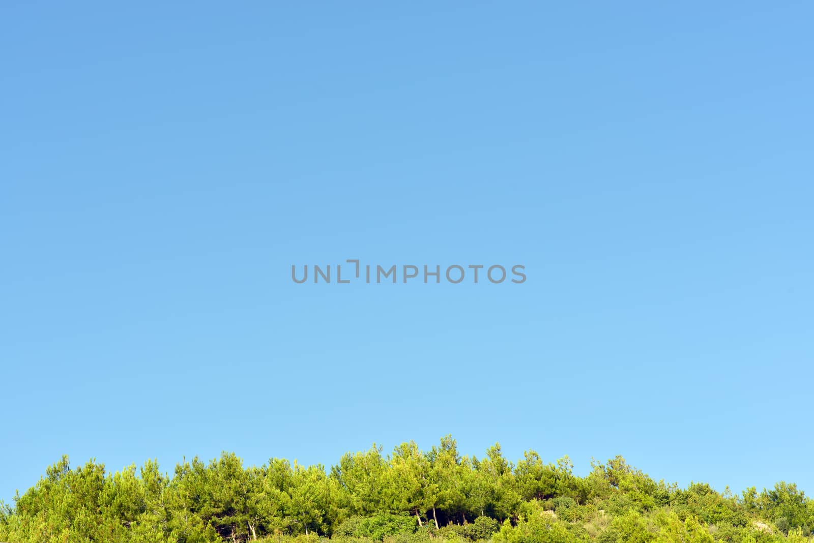 Forest on a background of the blue sky