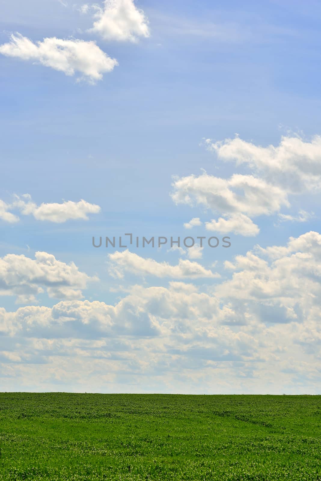 Green field and blue sky by cherezoff