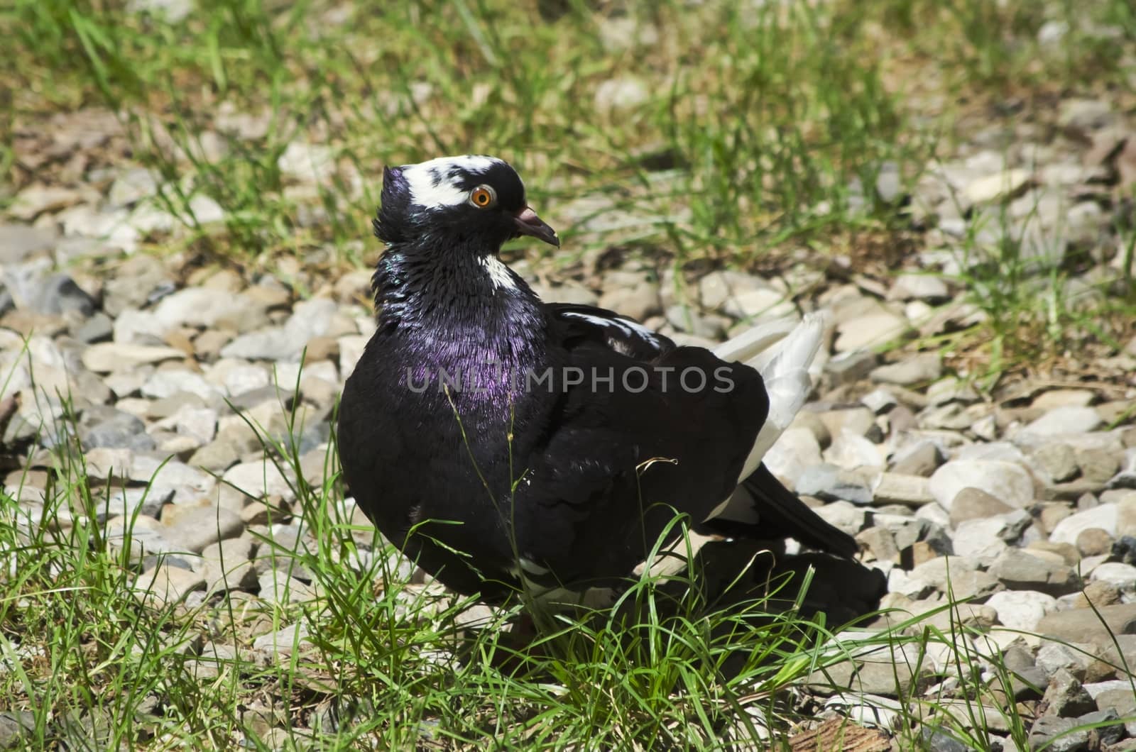 Photo of the Single Dark Pigeon